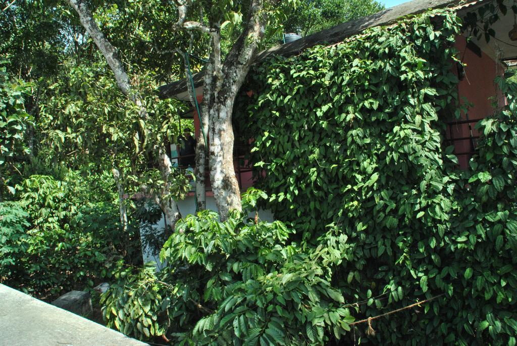 Jungleparadiso Homestay Текади Екстериор снимка